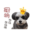 My Schnauzer I（個別スタンプ：9）