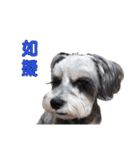 My Schnauzer I（個別スタンプ：10）