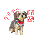 My Schnauzer I（個別スタンプ：11）