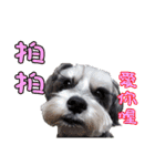 My Schnauzer I（個別スタンプ：13）