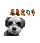 My Schnauzer I（個別スタンプ：14）