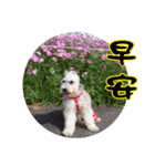 My Schnauzer I（個別スタンプ：15）