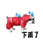 My Schnauzer I（個別スタンプ：16）