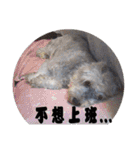 My Schnauzer I（個別スタンプ：17）