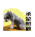 My Schnauzer I（個別スタンプ：19）