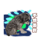 My Schnauzer I（個別スタンプ：20）