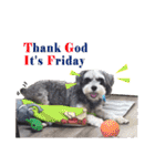 My Schnauzer I（個別スタンプ：21）