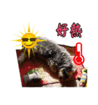 My Schnauzer I（個別スタンプ：22）