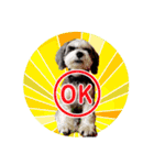 My Schnauzer I（個別スタンプ：23）