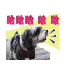 My Schnauzer I（個別スタンプ：27）
