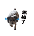 My Schnauzer I（個別スタンプ：28）