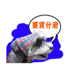 My Schnauzer I（個別スタンプ：30）
