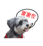 My Schnauzer I（個別スタンプ：32）