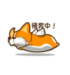corgi hanji（個別スタンプ：1）