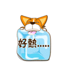 corgi hanji（個別スタンプ：19）