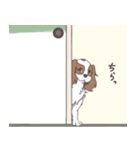 キャバリアのレオンくんと一緒！（個別スタンプ：19）