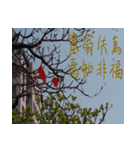 beautiful pictures:Chinese idioms（個別スタンプ：2）
