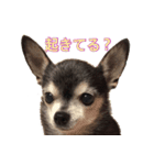 あんずの日常会話（個別スタンプ：3）