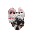 あんずの日常会話（個別スタンプ：10）