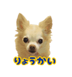 ちわわ日記♪（個別スタンプ：1）