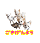 ちわわ日記♪（個別スタンプ：2）