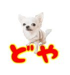 ちわわ日記♪（個別スタンプ：3）