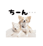 ちわわ日記♪（個別スタンプ：4）