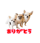ちわわ日記♪（個別スタンプ：5）