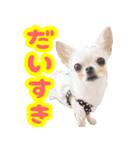 ちわわ日記♪（個別スタンプ：7）