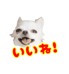 ちわわ日記♪（個別スタンプ：8）