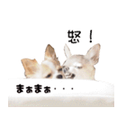 ちわわ日記♪（個別スタンプ：9）