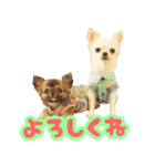 ちわわ日記♪（個別スタンプ：12）
