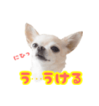 ちわわ日記♪（個別スタンプ：13）