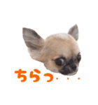 ちわわ日記♪（個別スタンプ：14）