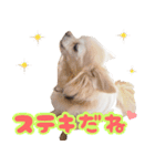 ちわわ日記♪（個別スタンプ：16）