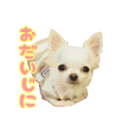 ちわわ日記♪（個別スタンプ：19）