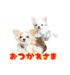 ちわわ日記♪（個別スタンプ：23）