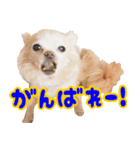 ちわわ日記♪（個別スタンプ：24）
