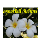 Plumeria of happiness Greet everymorning（個別スタンプ：1）