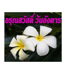 Plumeria of happiness Greet everymorning（個別スタンプ：2）
