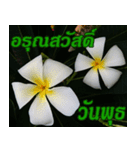 Plumeria of happiness Greet everymorning（個別スタンプ：3）