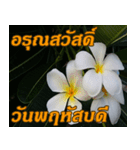 Plumeria of happiness Greet everymorning（個別スタンプ：4）