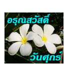 Plumeria of happiness Greet everymorning（個別スタンプ：5）