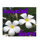 Plumeria of happiness Greet everymorning（個別スタンプ：6）