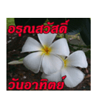 Plumeria of happiness Greet everymorning（個別スタンプ：7）