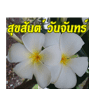 Plumeria of happiness Greet everymorning（個別スタンプ：8）
