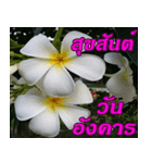 Plumeria of happiness Greet everymorning（個別スタンプ：9）