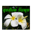 Plumeria of happiness Greet everymorning（個別スタンプ：10）