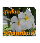 Plumeria of happiness Greet everymorning（個別スタンプ：11）