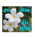 Plumeria of happiness Greet everymorning（個別スタンプ：12）